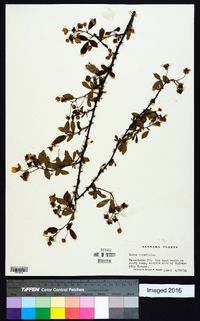 Rubus cuneifolius image