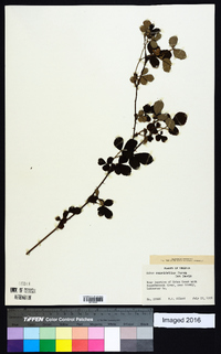 Rubus cuneifolius image