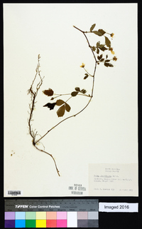 Rubus flagellaris image