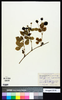 Rubus flagellaris image