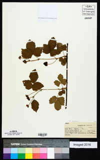 Rubus flagellaris image