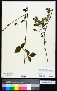 Rubus flagellaris image