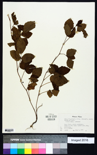 Rubus flagellaris image