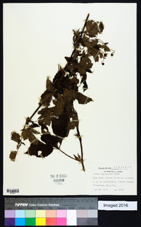 Rubus flagellaris image