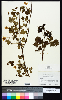 Rubus flagellaris image