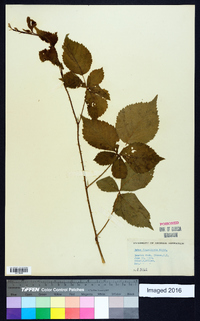 Rubus flagellaris image