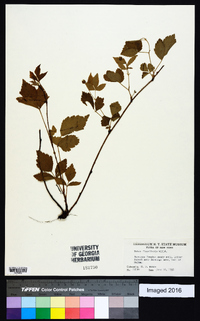 Rubus flagellaris image