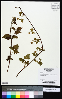 Rubus flagellaris image