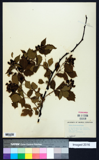 Rubus frondosus image