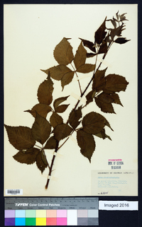 Rubus frondosus image