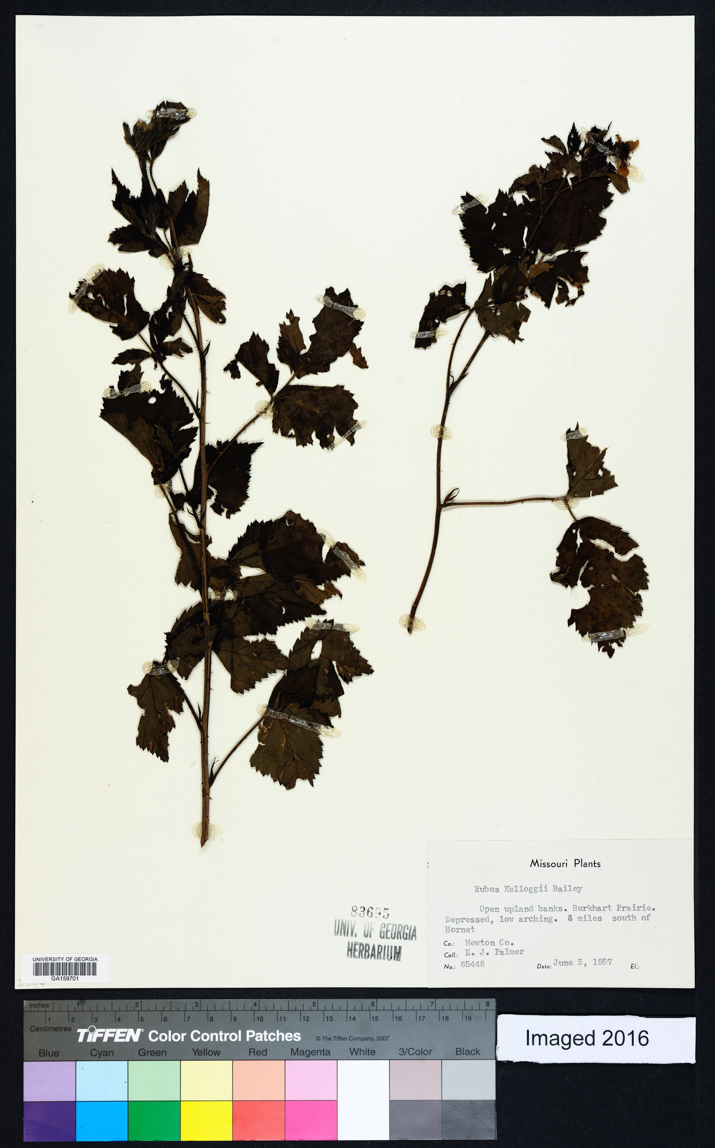 Rubus kelloggii image