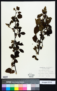 Rubus kelloggii image