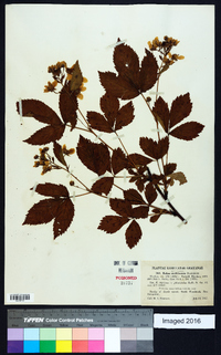 Rubus multiformis image