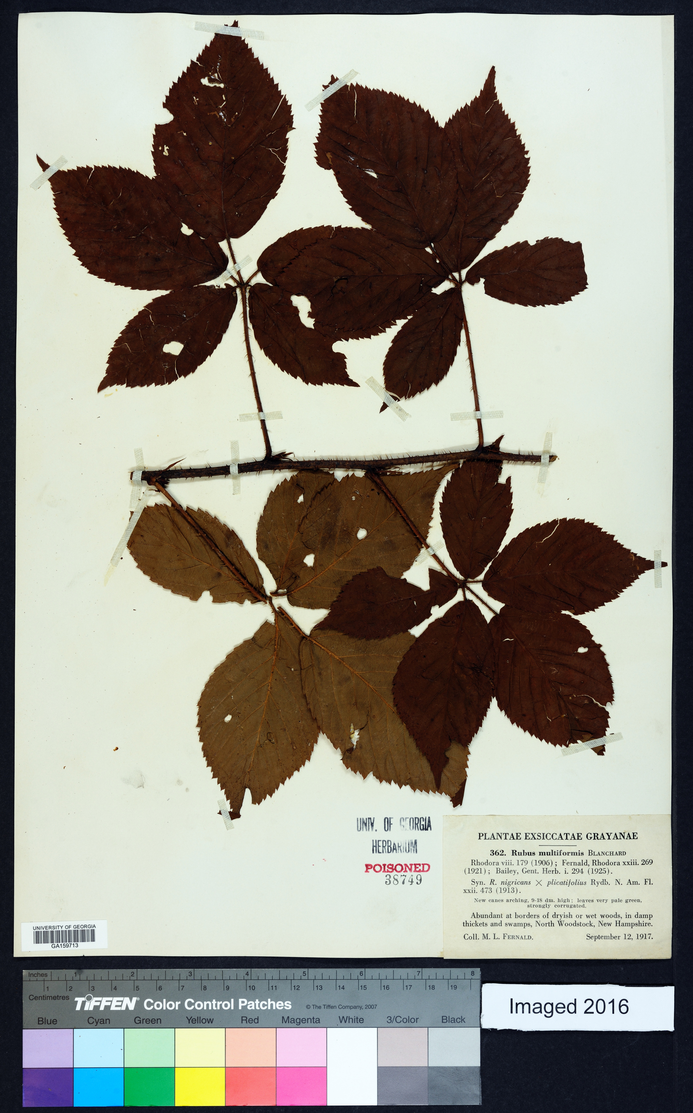 Rubus multiformis image