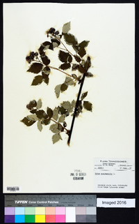 Rubus occidentalis image