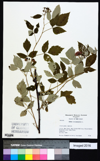 Rubus occidentalis image