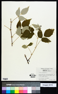 Rubus occidentalis image