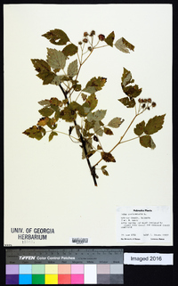 Rubus occidentalis image