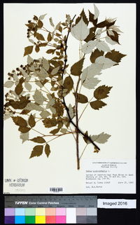 Rubus occidentalis image