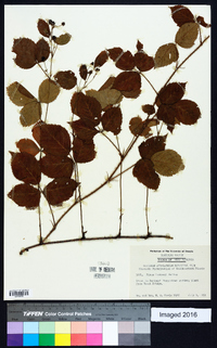 Rubus occidentalis image