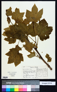 Rubus parviflorus image