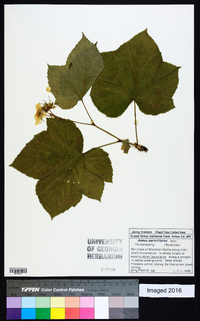 Rubus parviflorus image