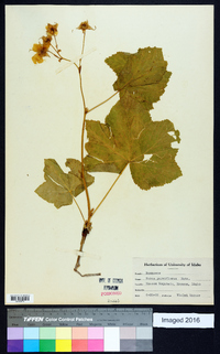 Rubus parviflorus image