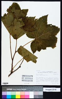 Rubus parviflorus image