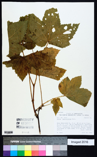 Rubus parviflorus image