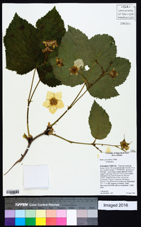 Rubus parviflorus image