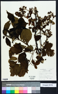 Rubus pensilvanicus image