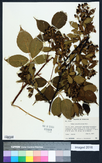 Rubus pensilvanicus image