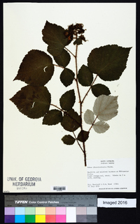 Rubus phoenicolasius image