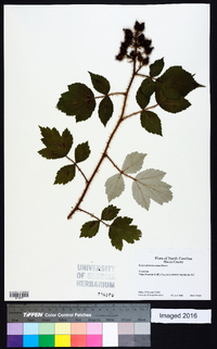 Rubus phoenicolasius image