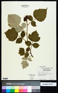 Rubus phoenicolasius image