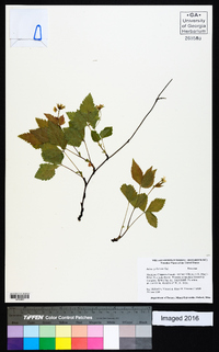 Rubus pubescens image