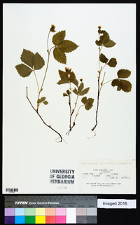 Rubus pubescens image