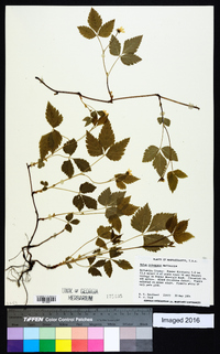 Rubus pubescens image