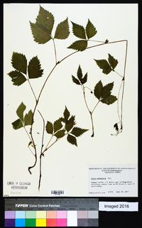 Rubus pubescens image