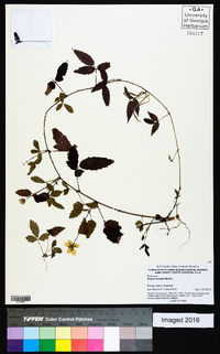 Rubus trivialis image