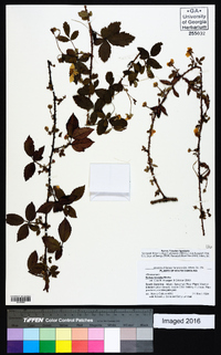 Rubus trivialis image