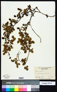 Rubus trivialis image