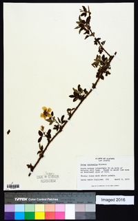 Rubus trivialis image