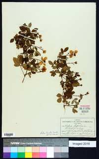 Rubus trivialis image