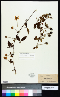 Rubus trivialis image