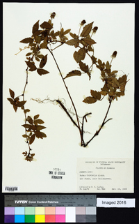 Rubus trivialis image