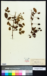 Rubus trivialis image