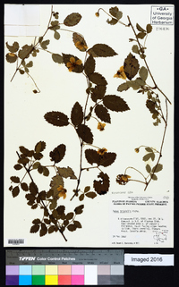 Rubus trivialis image