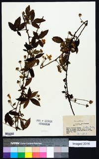 Rubus trivialis image