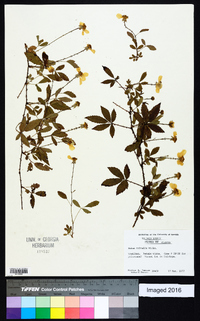 Rubus trivialis image